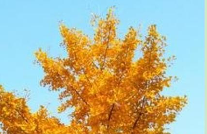 冬初的银杏树,满树黄叶,风吹来,落叶满地