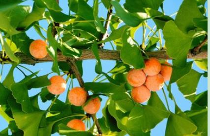 银杏树种子银杏种子白果树种子白果种籽绿化苗木工程占地出芽率高