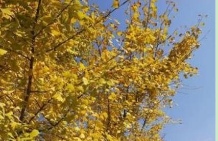 秋天的银杏树,总有一种萧瑟的美